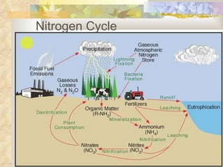 Nitrogen Cycle 