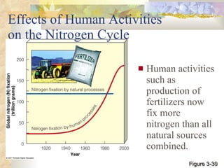Effects of Human Activities  on the Nitrogen Cycle Human activities such as production of fertilizers now fix more nitrogen than all natural sources combined. Figure 3-30 