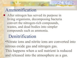 Ammonification After nitrogen has served its purpose in living organisms, decomposing bacteria convert the nitrogen-rich compounds, wastes, and dead bodies into simpler compounds such as ammonia.  Denitrification Nitrate ions and nitrite ions are converted into nitrous oxide gas and nitrogen gas. This happens when a soil nutrient is reduced and released into the atmosphere as a gas. 