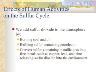 Effects of Human Activities  on the Sulfur Cycle We add sulfur dioxide to the atmosphere by: Burning coal and oil Refining sulfur containing petroleum. Convert sulfur-containing metallic ores into free metals such as copper, lead, and zinc releasing sulfur dioxide into the environment. 