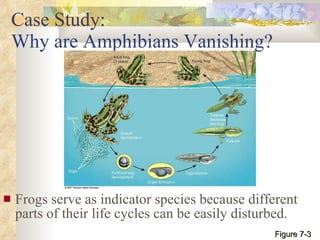 Case Study:  Why are Amphibians Vanishing? Frogs serve as indicator species because different parts of their life cycles can be easily disturbed. Figure 7-3 