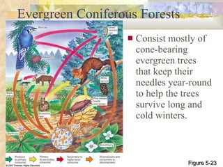 Evergreen Coniferous Forests Consist mostly of cone-bearing evergreen trees that keep their needles year-round to help the trees survive long and cold winters. Figure 5-23 