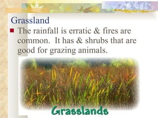 Grassland The rainfall is erratic & fires are common.  It has & shrubs that are good for grazing animals. 