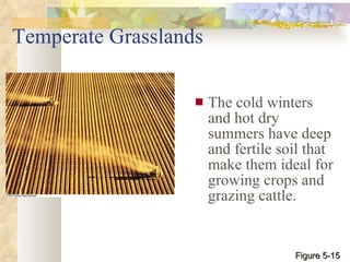 Temperate Grasslands The cold winters and hot dry summers have deep and fertile soil that make them ideal for growing crops and grazing cattle. Figure 5-15 