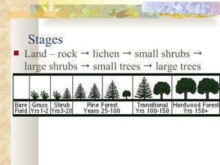 Stages Land – rock    lichen    small shrubs    large shrubs    small trees    large trees 
