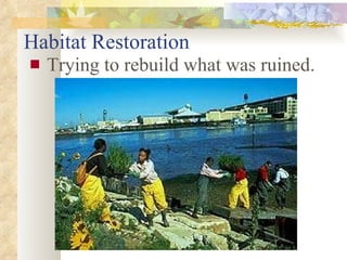 Habitat Restoration Trying to rebuild what was ruined.                                                                                                                                                                                