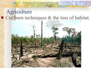 Agriculture Cut/burn techniques & the loss of habitat. 