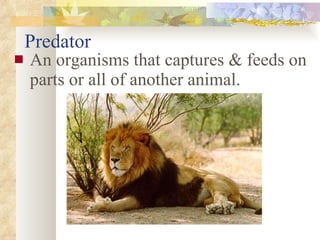 Predator An organisms that captures & feeds on parts or all of another animal. 