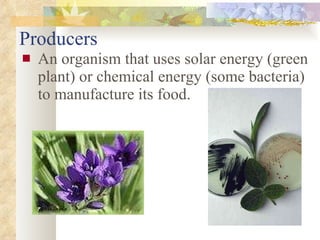 Producers An organism that uses solar energy (green plant) or chemical energy (some bacteria) to manufacture its food.                                         
