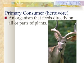 Primary Consumer (herbivore) An organism that feeds directly on all or parts of plants. 