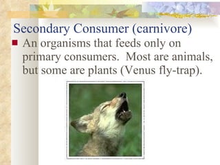 Secondary Consumer (carnivore) An organisms that feeds only on primary consumers.  Most are animals, but some are plants (Venus fly-trap). 