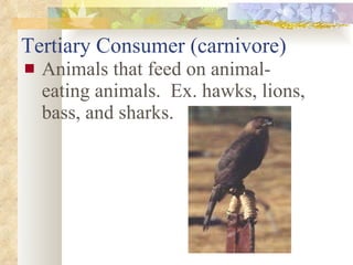 Tertiary Consumer (carnivore) Animals that feed on animal-eating animals.  Ex. hawks, lions, bass, and sharks. 