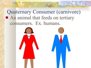 Quaternary Consumer (carnivore) An animal that feeds on tertiary consumers.  Ex. humans. 