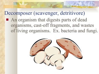 Decomposer (scavenger, detritivore) An organism that digests parts of dead organisms, cast-off fragments, and wastes of living organisms.  Ex. bacteria and fungi. 