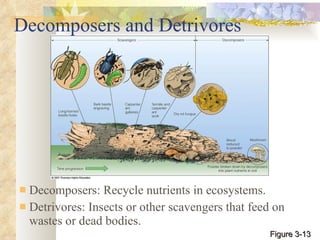 Decomposers and Detrivores Decomposers: Recycle nutrients in ecosystems. Detrivores: Insects or other scavengers that feed on wastes or dead bodies. Figure 3-13 