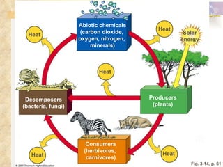 Fig. 3-14, p. 61 Abiotic chemicals (carbon dioxide,  oxygen, nitrogen,  minerals) Heat Heat Heat Heat Heat Solar energy Consumers (herbivores,  carnivores) Producers (plants) Decomposers (bacteria, fungi) 
