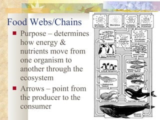 Food Webs/Chains Purpose – determines how energy & nutrients move from one organism to another through the ecosystem Arrows – point from the producer to the consumer 