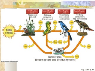 Fig. 3-17, p. 64 Heat Heat Heat Heat Heat Heat Heat Heat Detritivores  (decomposers and detritus feeders) First Trophic  Level Second Trophic Level Third Trophic  Level Fourth Trophic  Level Solar energy Producers (plants) Primary consumers (herbivores) Secondary consumers (carnivores) Tertiary consumers (top carnivores) 