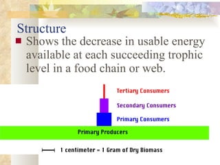 Structure Shows the decrease in usable energy available at each succeeding trophic level in a food chain or web. 