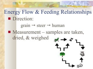 Energy Flow & Feeding Relationships Direction: grain    steer    human Measurement – samples are taken, dried, & weighed                                                               