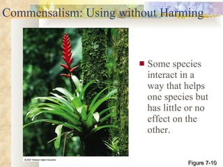 Commensalism: Using without Harming Some species interact in a way that helps one species but has little or no effect on the other. Figure 7-10 