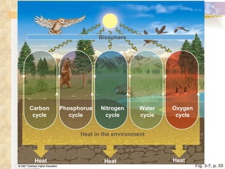 Fig. 3-7, p. 55 Nitrogen cycle Biosphere Heat in the environment Heat Heat Heat Phosphorus cycle Carbon cycle Oxygen cycle Water cycle 