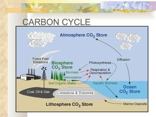 CARBON CYCLE 