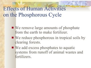 Effects of Human Activities  on the Phosphorous Cycle We remove large amounts of phosphate from the earth to make fertilizer. We reduce phosphorous in tropical soils by clearing forests. We add excess phosphates to aquatic systems from runoff of animal wastes and fertilizers. 
