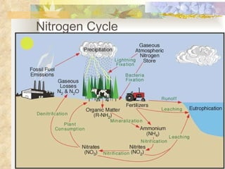 Nitrogen Cycle 