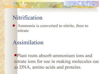 Nitrification Ammonia is converted to nitrite, then to nitrate Plant roots absorb ammonium ions and nitrate ions for use in making molecules such as DNA, amino acids and proteins. Assimilation 