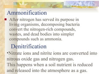 Ammonification After nitrogen has served its purpose in living organisms, decomposing bacteria convert the nitrogen-rich compounds, wastes, and dead bodies into simpler compounds such as ammonia.  Denitrification Nitrate ions and nitrite ions are converted into nitrous oxide gas and nitrogen gas. This happens when a soil nutrient is reduced and released into the atmosphere as a gas. 