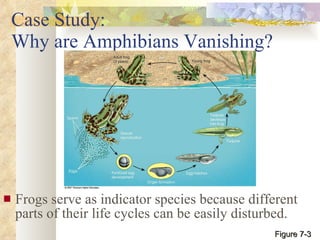 Case Study:  Why are Amphibians Vanishing? Frogs serve as indicator species because different parts of their life cycles can be easily disturbed. Figure 7-3 