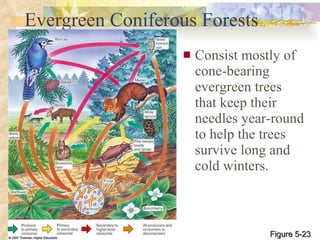 Evergreen Coniferous Forests Consist mostly of cone-bearing evergreen trees that keep their needles year-round to help the trees survive long and cold winters. Figure 5-23 