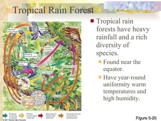 Tropical Rain Forest Tropical rain forests have heavy rainfall and a rich diversity of species. Found near the equator. Have year-round uniformity warm temperatures and high humidity. Figure 5-20 