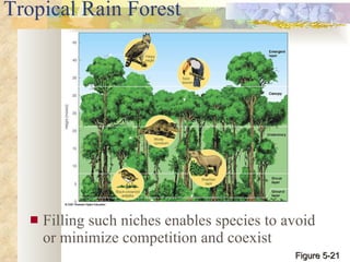 Tropical Rain Forest Filling such niches enables species to avoid or minimize competition and coexist Figure 5-21 