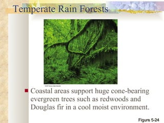 Temperate Rain Forests Coastal areas support huge cone-bearing evergreen trees such as redwoods and Douglas fir in a cool moist environment. Figure 5-24 