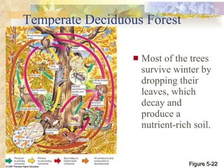 Temperate Deciduous Forest Most of the trees survive winter by dropping their leaves, which decay and produce a nutrient-rich soil. Figure 5-22 
