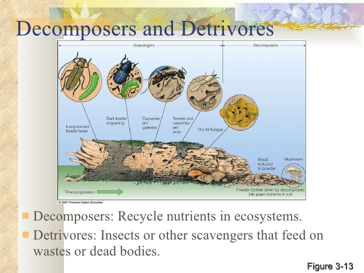 Terrestrial ecology notes1