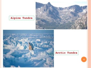 Alpine Tundra
Arctic Tundra
4
 