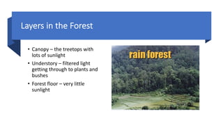 Layers in the Forest
• Canopy – the treetops with
lots of sunlight
• Understory – filtered light
getting through to plants and
bushes
• Forest floor – very little
sunlight
 
