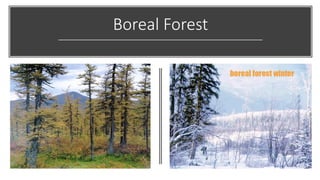 Boreal Forest
 
