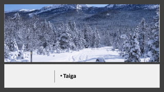 •Taiga
 