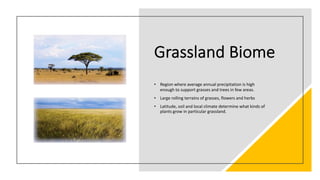 Grassland Biome
• Region where average annual precipitation is high
enough to support grasses and trees in few areas.
• Large rolling terrains of grasses, flowers and herbs
• Latitude, soil and local climate determine what kinds of
plants grow in particular grassland.
 
