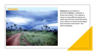 Savannas are considered a
transitional biome, in between a
forest and a desert. This habitat is
home to many different species of
plants and animals around the world,
and in Africa it is home to the largest
land mammal in the world – the
African elephant.
 
