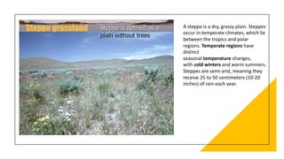 A steppe is a dry, grassy plain. Steppes
occur in temperate climates, which lie
between the tropics and polar
regions. Temperate regions have
distinct
seasonal temperature changes,
with cold winters and warm summers.
Steppes are semi-arid, meaning they
receive 25 to 50 centimeters (10-20
inches) of rain each year.
 