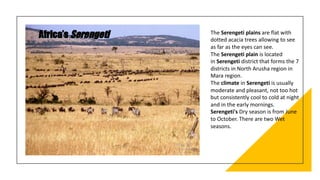 The Serengeti plains are flat with
dotted acacia trees allowing to see
as far as the eyes can see.
The Serengeti plain is located
in Serengeti district that forms the 7
districts in North Arusha region in
Mara region.
The climate in Serengeti is usually
moderate and pleasant, not too hot
but consistently cool to cold at night
and in the early mornings.
Serengeti's Dry season is from June
to October. There are two Wet
seasons.
 
