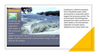 A wetland is a distinct ecosystem
that is flooded by water, either
permanently or seasonally, where
oxygen-free processes prevail. The
primary factor that distinguishes
wetlands from other land forms or
water bodies is the characteristic
vegetation of aquatic plants,
adapted to the unique hydric soil.
 