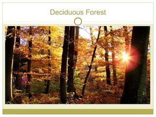 Deciduous Forest
 