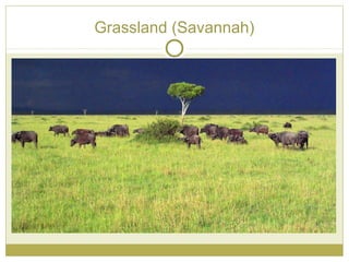 Grassland (Savannah)
 