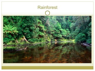 Rainforest
 